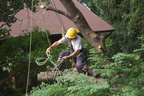 Lawn Watering Services in Solvang, CA