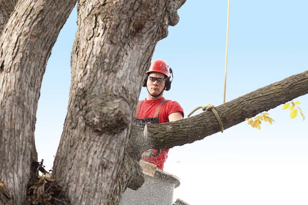 How Our Tree Care Process Works  in  Solvang, CA